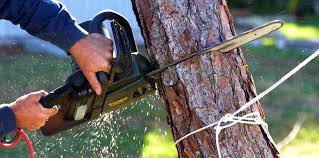 Tree and Shrub Care in Augusta, AR